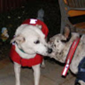 Meet your Posher, Shirley